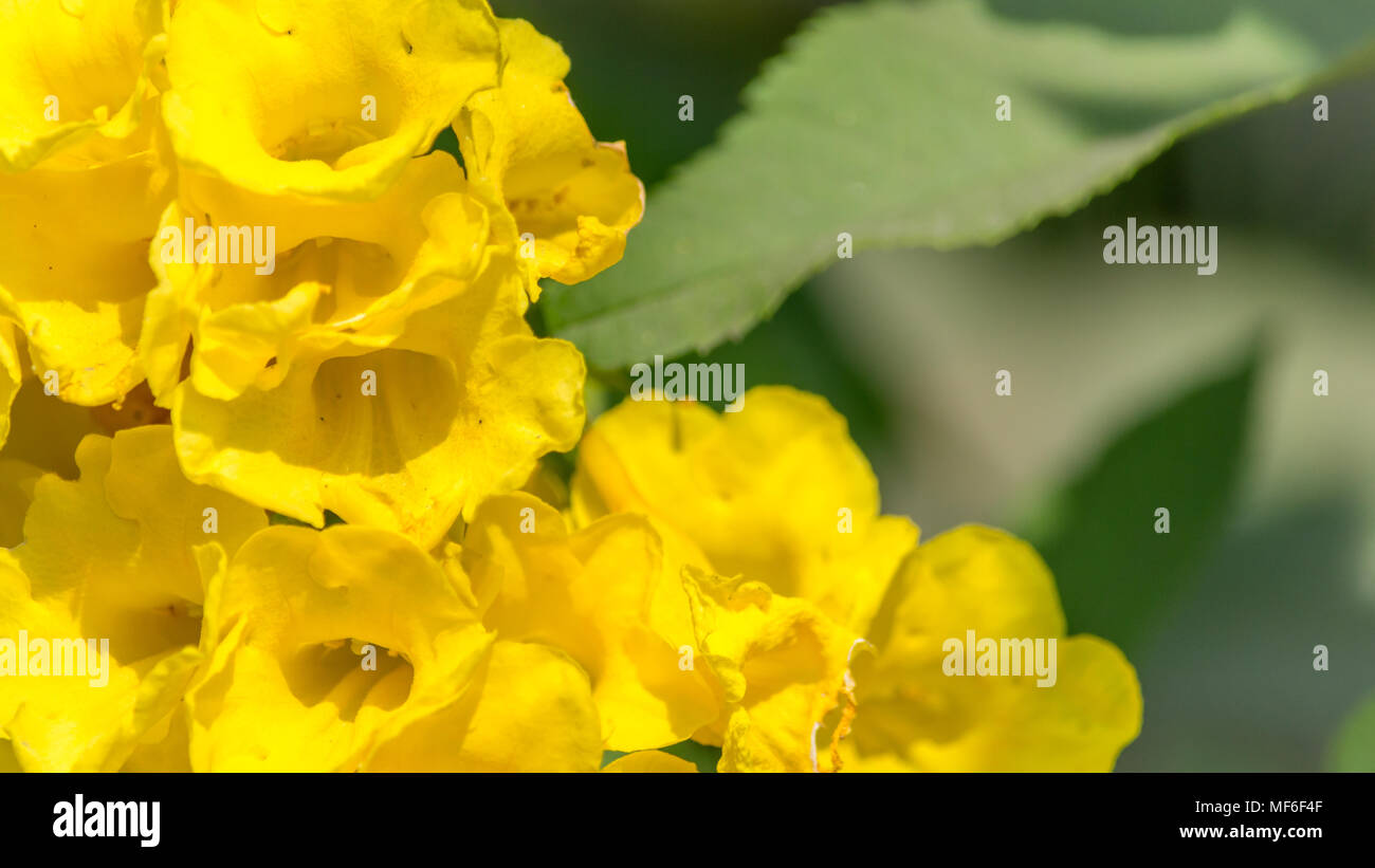 Unas hermosas flores de color amarillo para el fondo, tecoma castanifolia Foto de stock