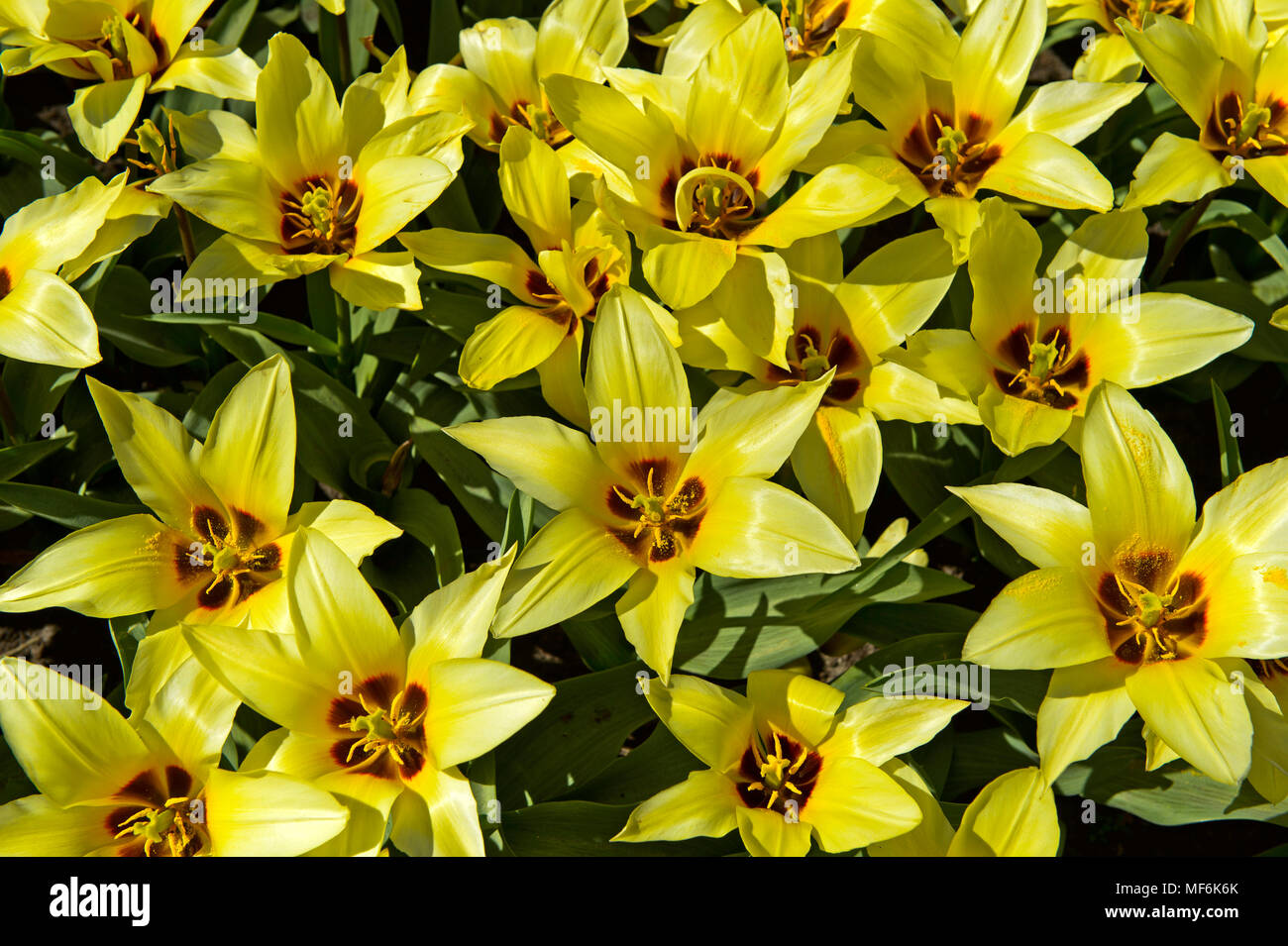 Tulipanes holandeses amarillo (Tulipa), campos de tulipanes, Bollenstreek, Lisse, Países Bajos Foto de stock