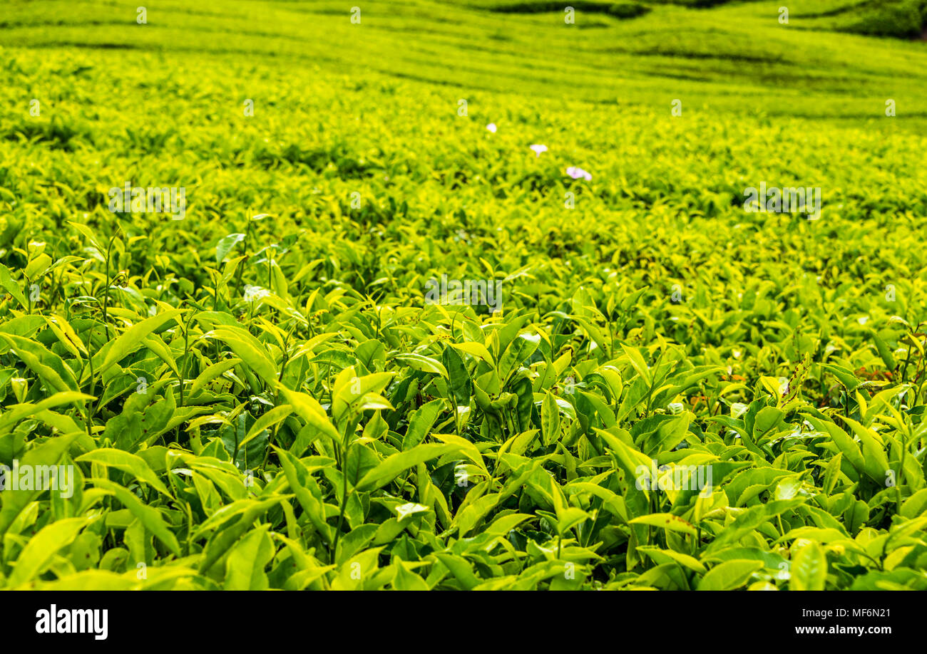 La planta de té, plantaciones de té, Cameron Highlands, Tanah Tinggi Cameron, Malasia Foto de stock