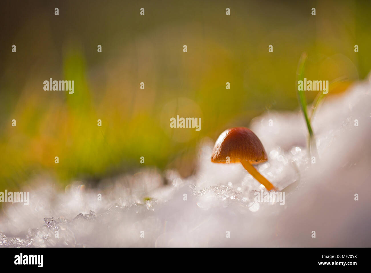 Toadstool crecen fuera de la nieve fotografiado en Israel en enero Foto de stock