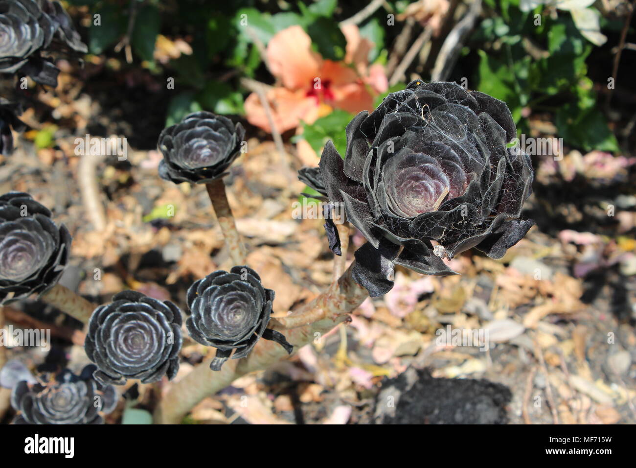 Negro flores de cactus, Aeonium arboreum var. atropurpureum . Waiheki Island, Nueva Zelanda Foto de stock