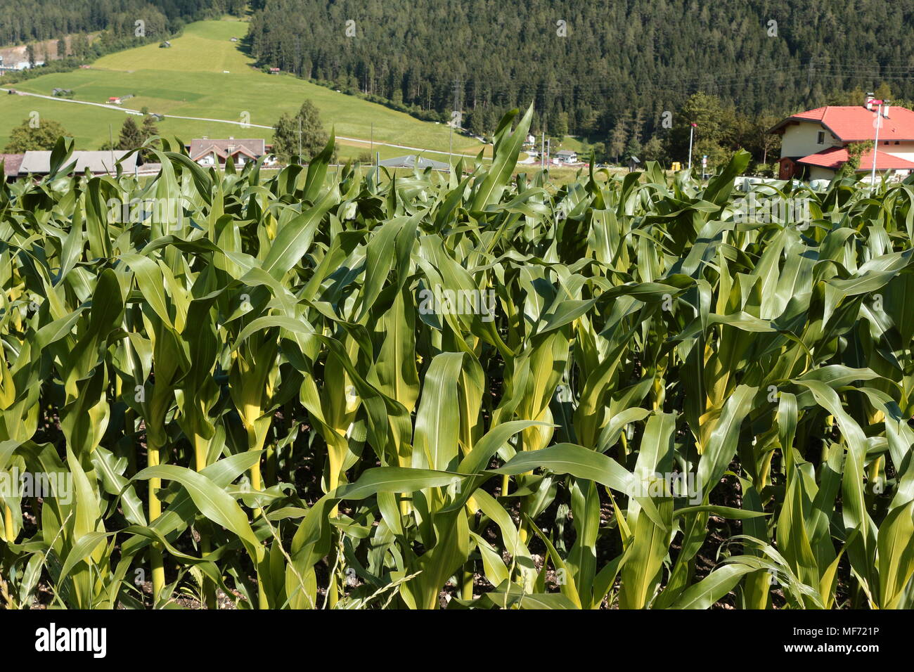 Campo de maíz en las montañas. Fulpmes, Austria Foto de stock