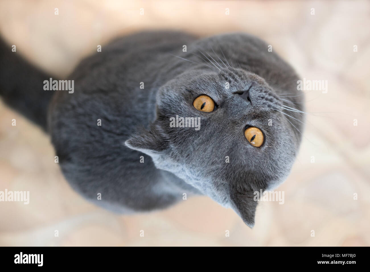Un gato peludo con ojos grandes mira de cerca una fotografías e imágenes de alta resolución - Alamy Un gato peludo con ojos grandes mira de cerca una fotografías e imágenes de alta resolución - Alamy