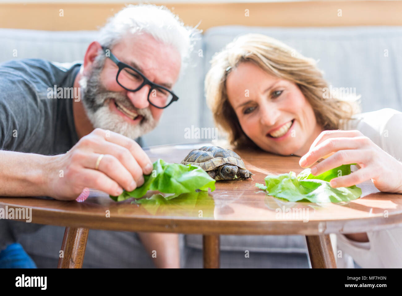 Feliz pareja alimentando tortuga en casa Foto de stock