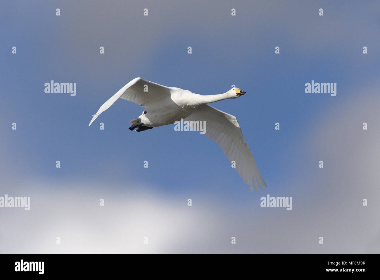 Cisnes cantores - Cygnus cygnus Foto de stock