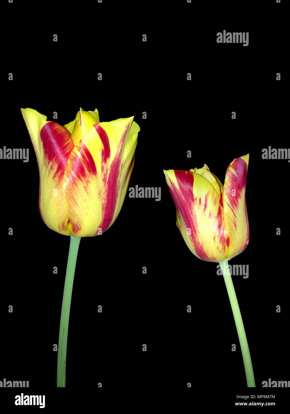 Dos tulipanes rojos y amarillos en tallos verdes contra un fondo negro, disparó al aire libre por la noche en color con flash Foto de stock