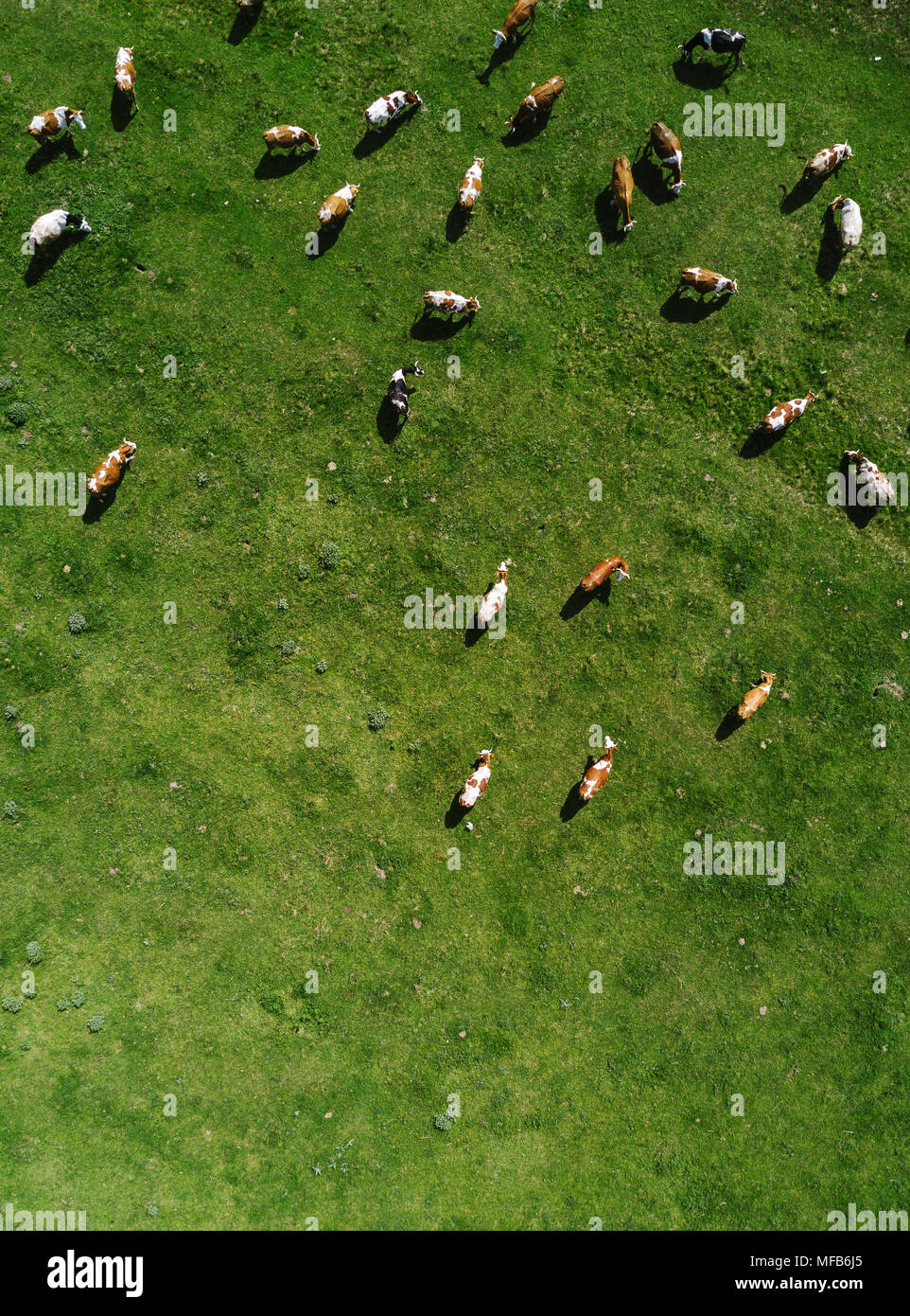 Vista aérea del rebaño de vacas que pastan campo, vista superior drone POV Foto de stock