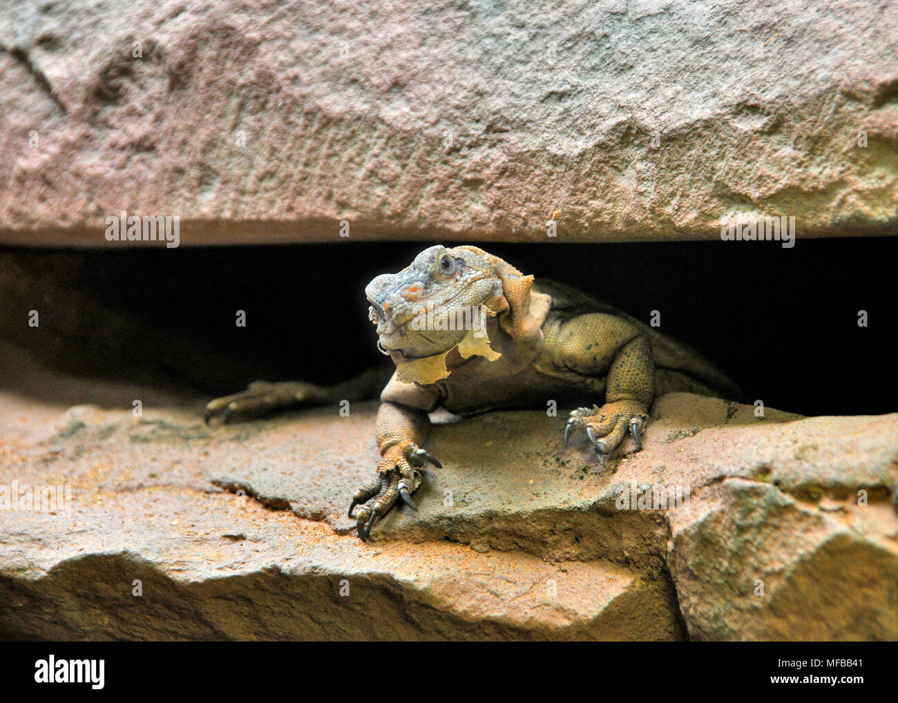 Reptil lagarto en proceso de arrojar su antigua piel Foto de stock