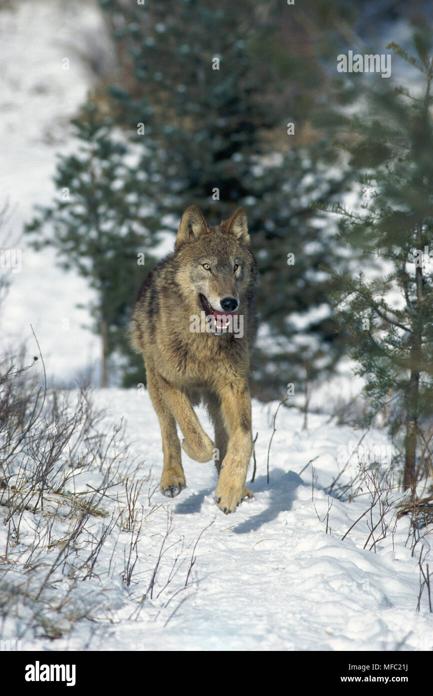 NORTH AMERICAN lobo gris o Timber Wolf Canis lupus ejecutando en cubiertos  de nieve montañas Loco, Montana, EE.UU Fotografía de stock - Alamy