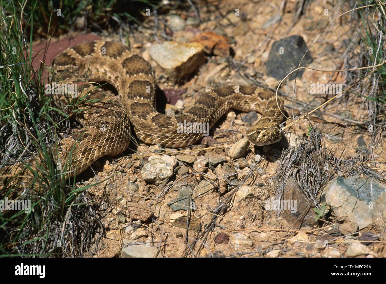 MOJAVE cascabel Crotalus scutulatus Sonoran Desert (baja y se California, Arizona SW y W Sonora, México) Foto de stock