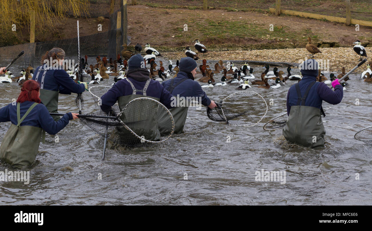 Los guardias los redondeos patos en Slimbridge Foto de stock