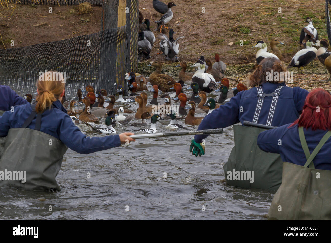 Los guardias los redondeos patos en Slimbridge Foto de stock