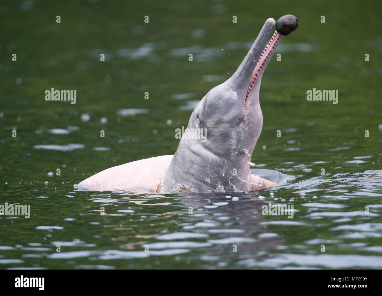 Delfín del río Amazonas o Boto (Inia geoffrensis) jugando con semillas  Macucu flotante, Río Negro, Amazonas, Brasil Fotografía de stock - Alamy