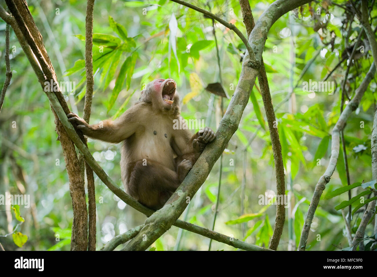 Stump-cola macaco (Macaca arctoides) Gibbon Santuario, Assam, India. Las especies vulnerables. Foto de stock