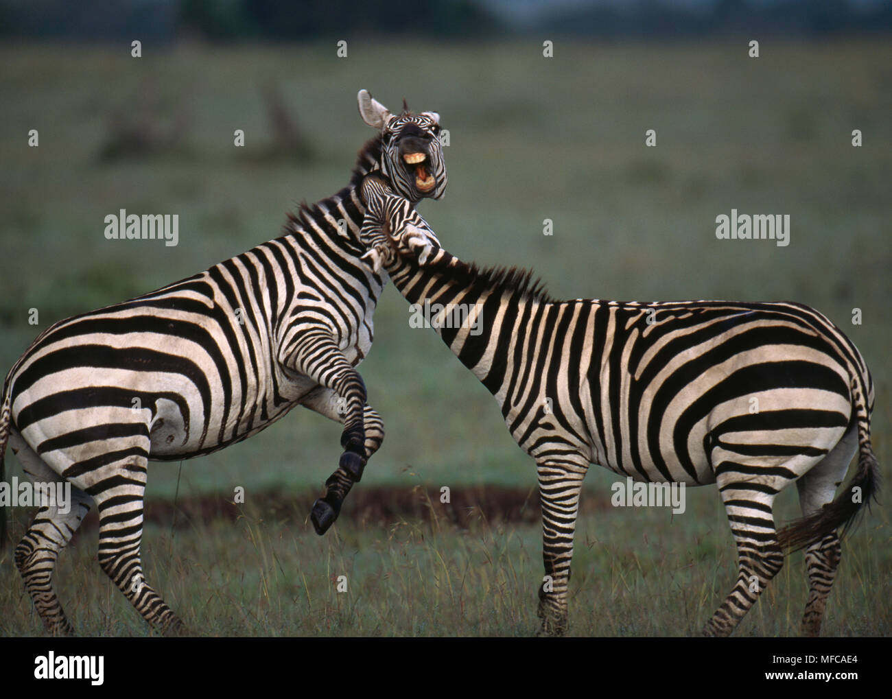 BURCHELL'S o planicies zebra Equus burchelli dos hombres luchando Res Natl Masai Mara, Kenya, Africa secuencia de imágenes: nº 2 de 2 Foto de stock