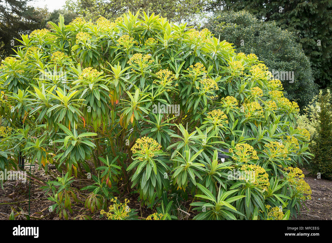 Euphorbia x Pasteurii una vistosa planta perenne con brácteas de