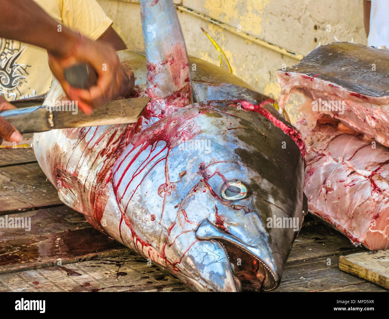 Cerca de Fisherman's manos corte con machete una sangrienta rabil en el mercado de pescados tabla en Grand Baie, Mauricio isla del Océano Índico. Típ. Foto de stock