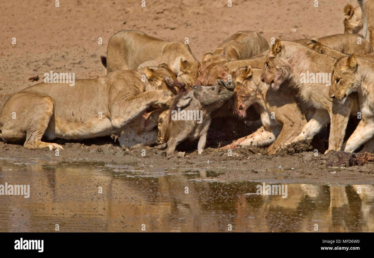 León Africano Panthera leo grupo matando al jabalí waterhole tras emboscada  South Luangwa, Zambia Fotografía de stock - Alamy