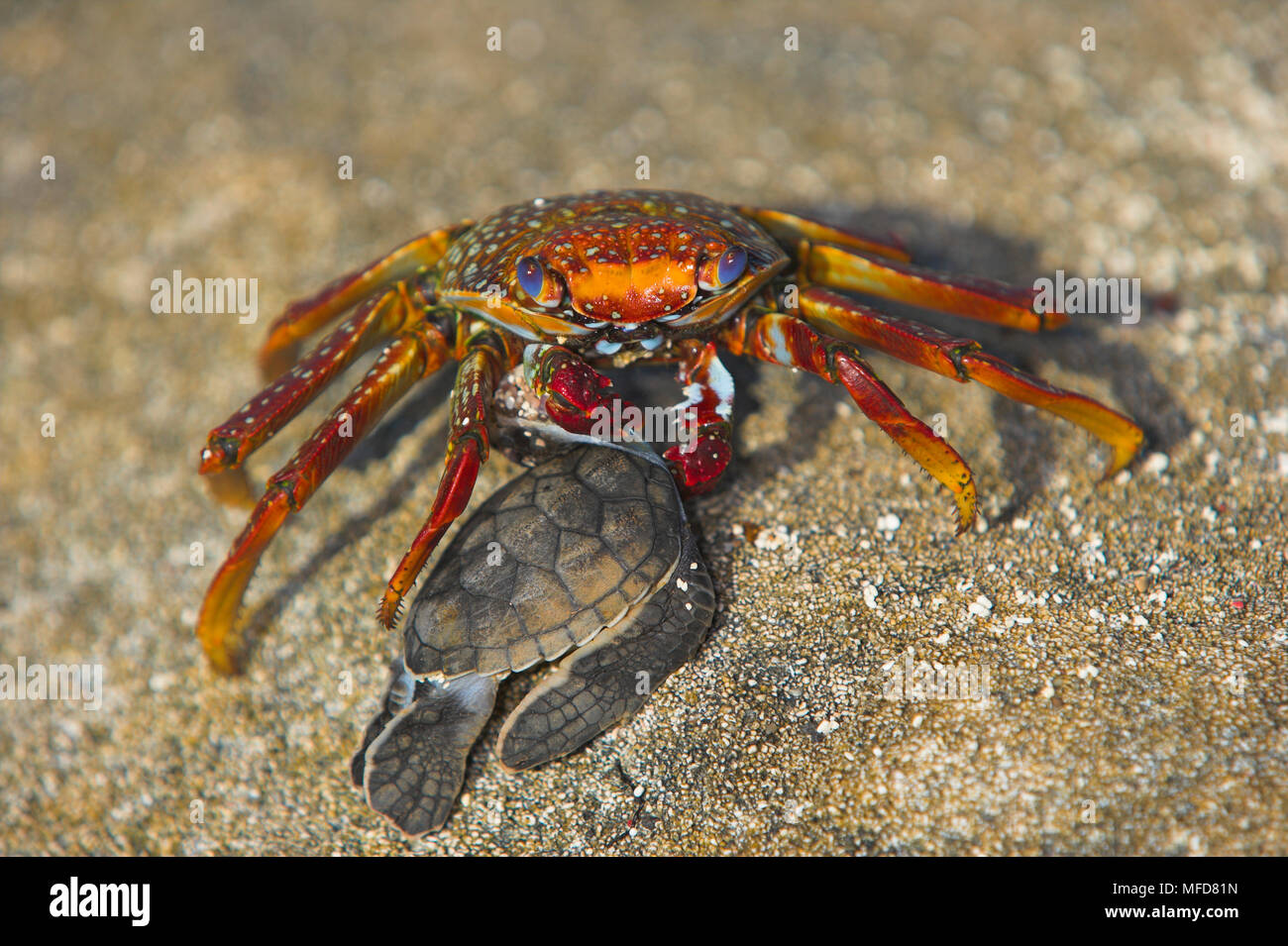 Depredadores de tortugas fotografías e imágenes de alta resolución - Alamy