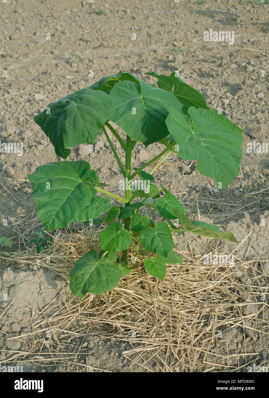 Árbol de crecimiento rápido Paulownia Plant Foto de stock