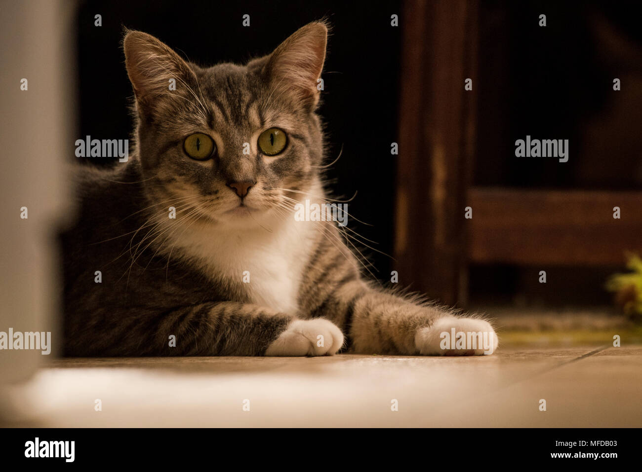 Un gato atigrado interno, un mimado gato que salones interiores y se reclina en todos los rincones de la casa. Foto de stock