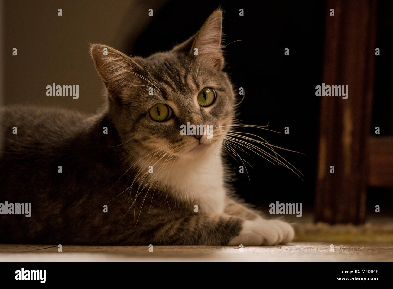 Un gato atigrado interno, un mimado gato que salones interiores y se reclina en todos los rincones de la casa. Foto de stock