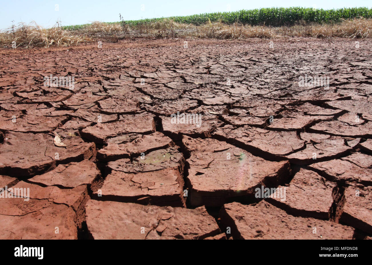 CAMPO MOURÃO, PR - 25.04.2018: ESTIAGEM MILHO LAVOURA CASTIGA SIN PR - Debido a la sequía de los últimos días en la región de Campo Mourão, en el centro oeste de Paraná, los cultivos de maíz han comenzado a tener pérdidas de calidad debido a la falta de agua durante el desarrollo de las orejas. Hace unos 30 días no llueve en la región, dañando las cosechas de maíz. En la foto, el suelo izquierda por falta de lluvia sobre la propiedad rural en Campo Mourão. (Foto: Dirceu Portugal/Fotoarena) Foto de stock