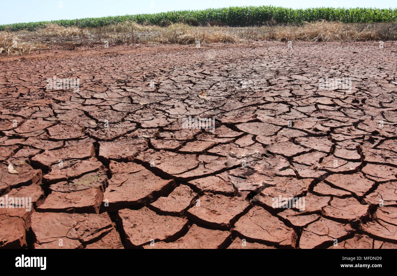 CAMPO MOURÃO, PR - 25.04.2018: ESTIAGEM MILHO LAVOURA CASTIGA SIN PR - Debido a la sequía de los últimos días en la región de Campo Mourão, en el centro oeste de Paraná, los cultivos de maíz han comenzado a tener pérdidas de calidad debido a la falta de agua durante el desarrollo de las orejas. Hace unos 30 días no llueve en la región, dañando las cosechas de maíz. En la foto, el suelo izquierda por falta de lluvia sobre la propiedad rural en Campo Mourão. (Foto: Dirceu Portugal/Fotoarena) Foto de stock