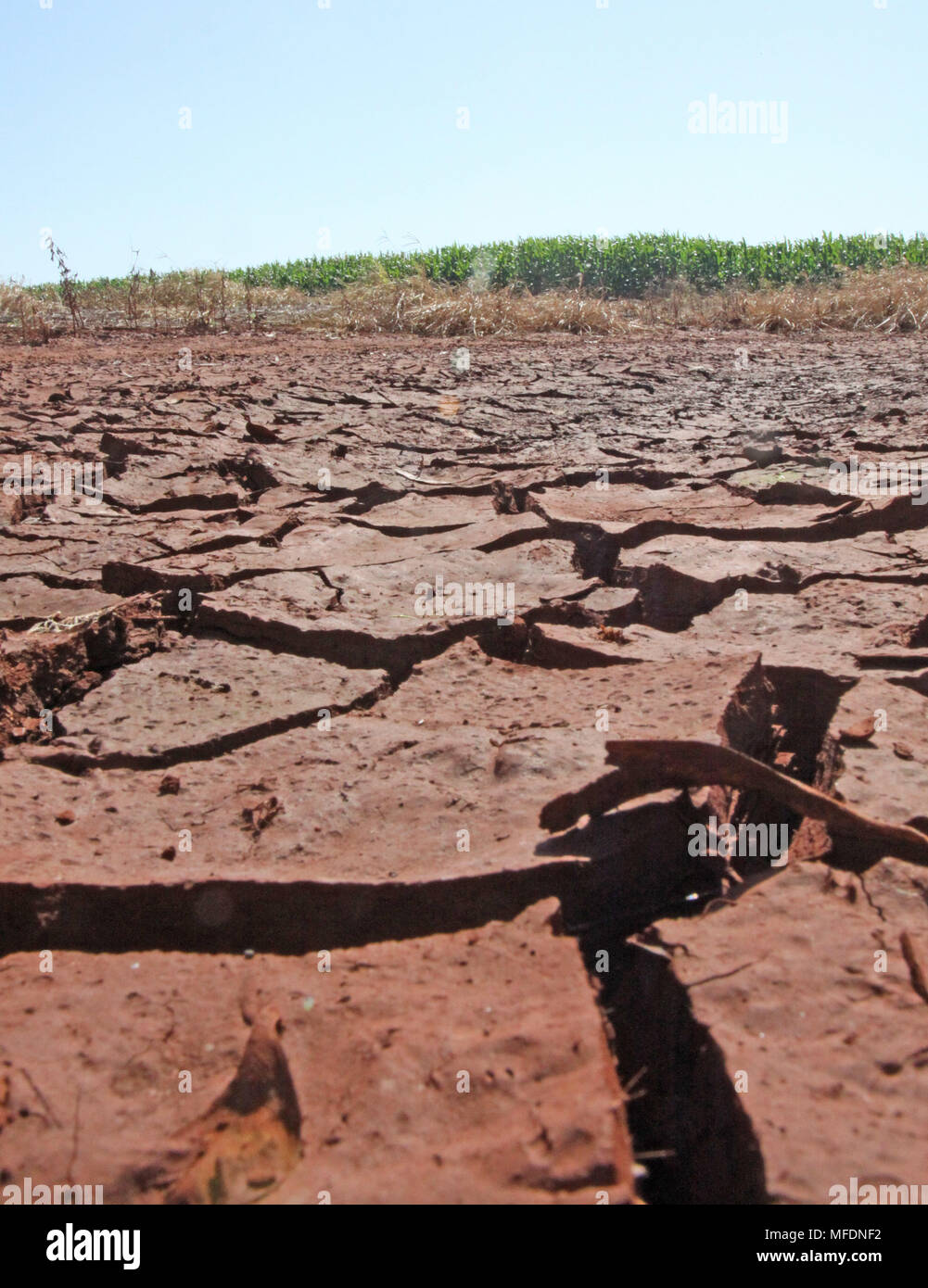 CAMPO MOURÃO, PR - 25.04.2018: ESTIAGEM MILHO LAVOURA CASTIGA SIN PR - Debido a la sequía de los últimos días en la región de Campo Mourão, en el centro oeste de Paraná, los cultivos de maíz han comenzado a tener pérdidas de calidad debido a la falta de agua durante el desarrollo de las orejas. Hace unos 30 días no llueve en la región, dañando las cosechas de maíz. En la foto, el suelo izquierda por falta de lluvia sobre la propiedad rural en Campo Mourão. (Foto: Dirceu Portugal/Fotoarena) Foto de stock