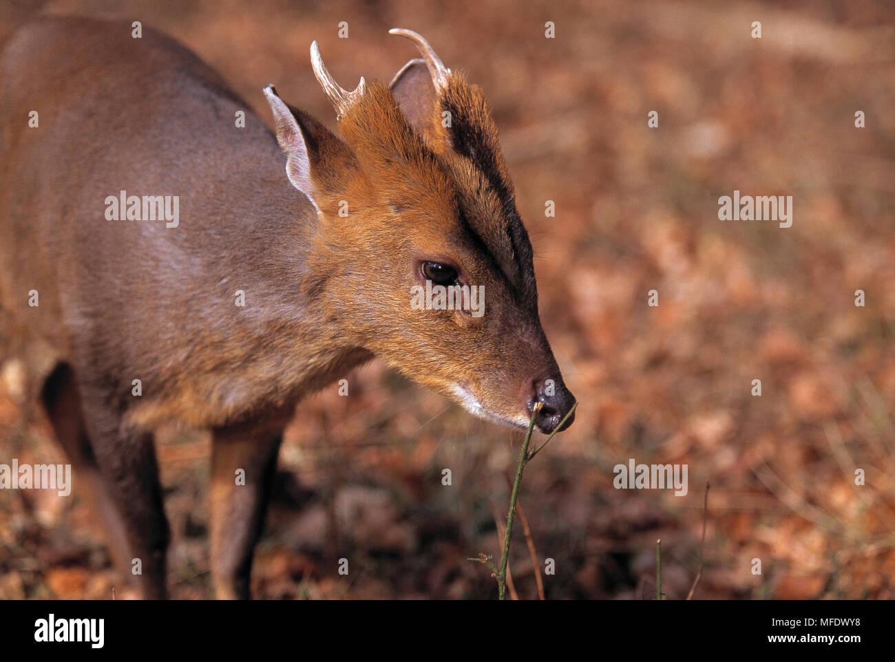 El MUNTJAC Muntiacus reevesi REEVE muestra glándulas aromáticas