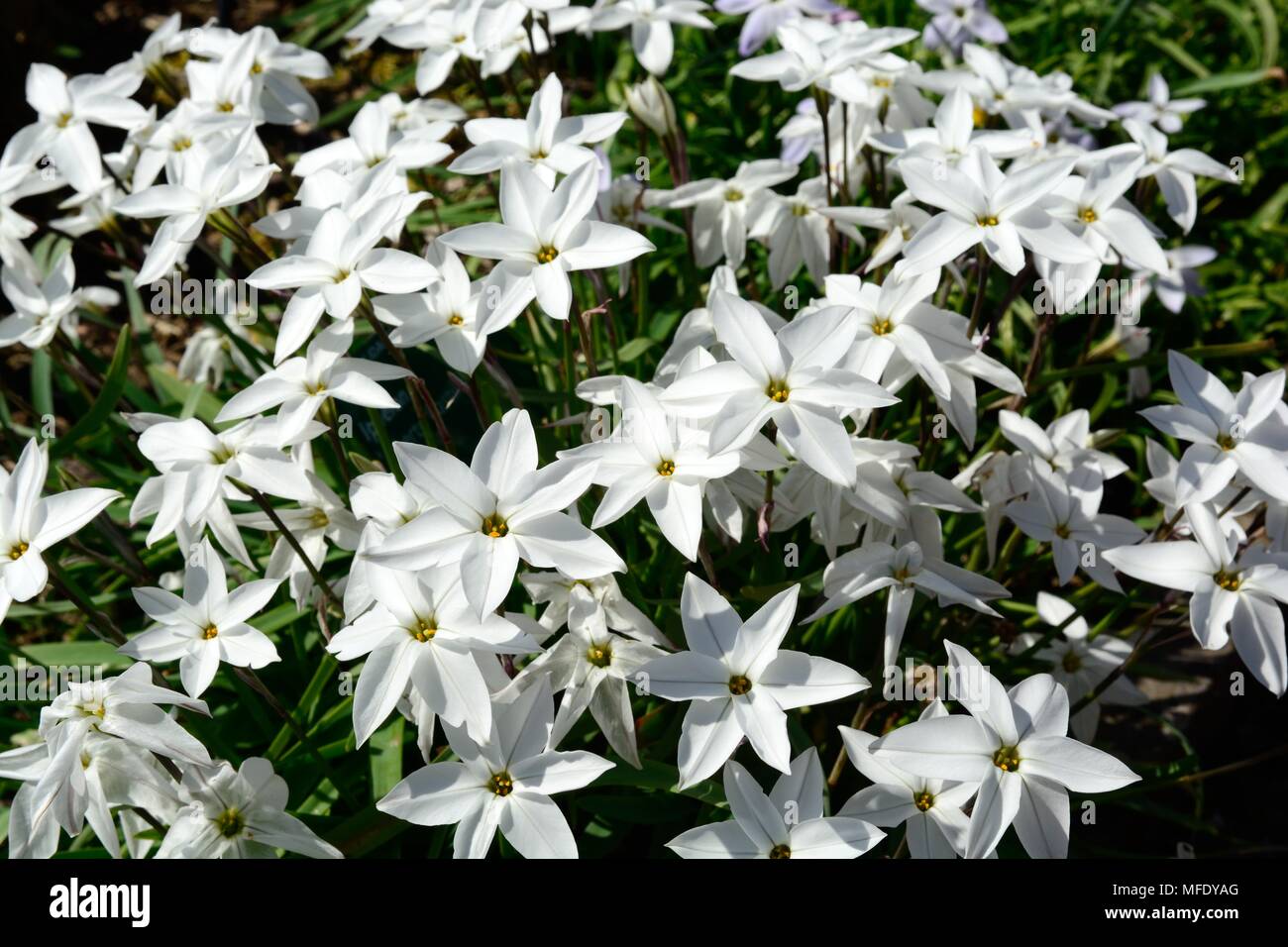 Flores en forma de estrella fotografías e imágenes de alta resolución -  Alamy