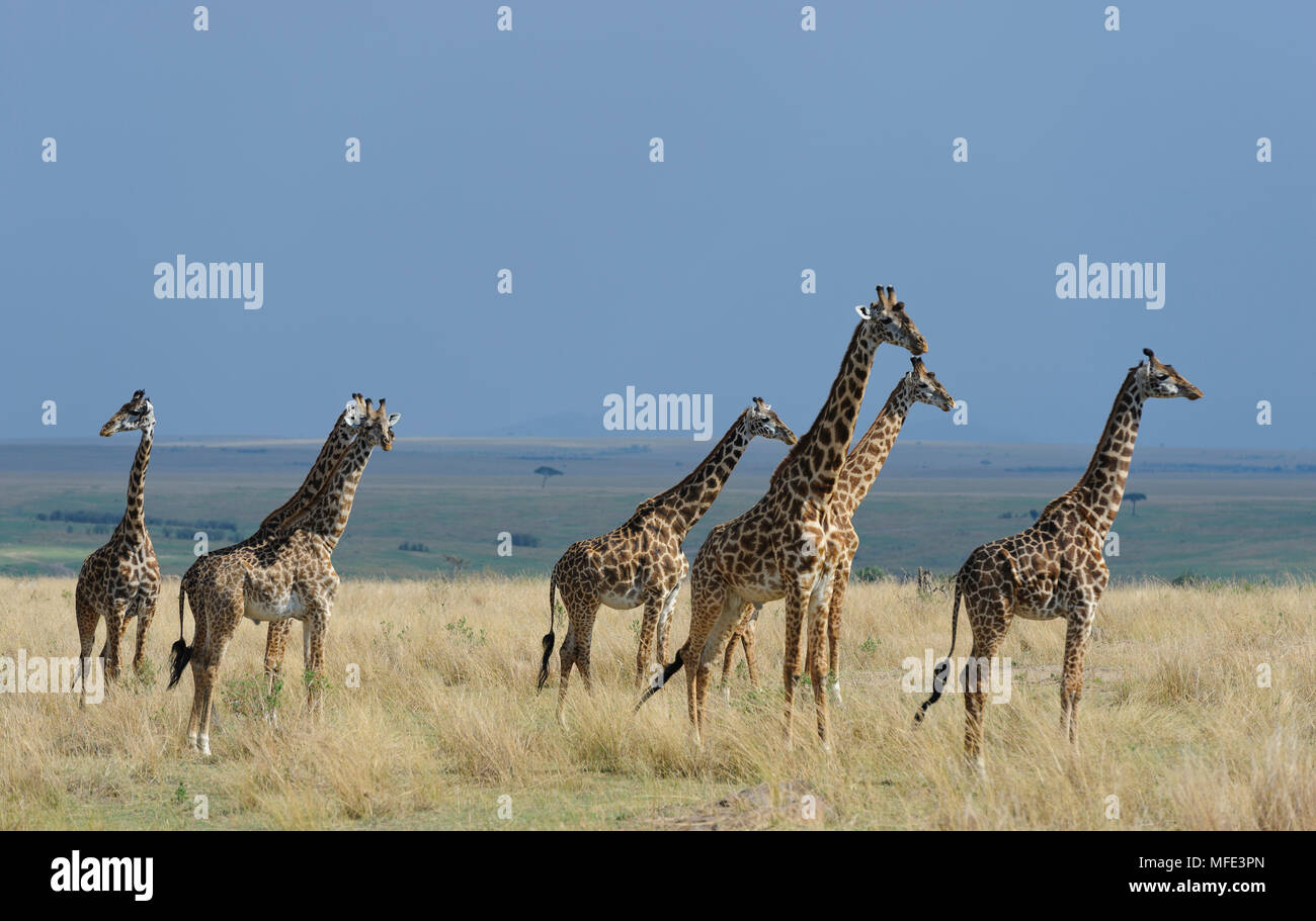Común Jirafa jirafa, camelopardalis; Masai Mara, Kenya. Foto de stock