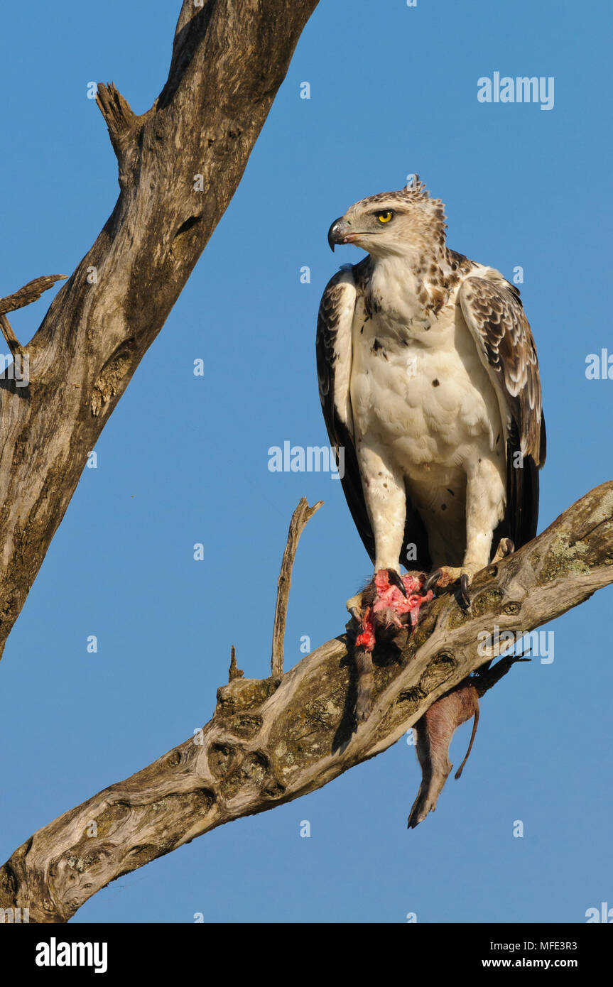 Martial eagle feeding fotografías e imágenes de alta resolución - Alamy