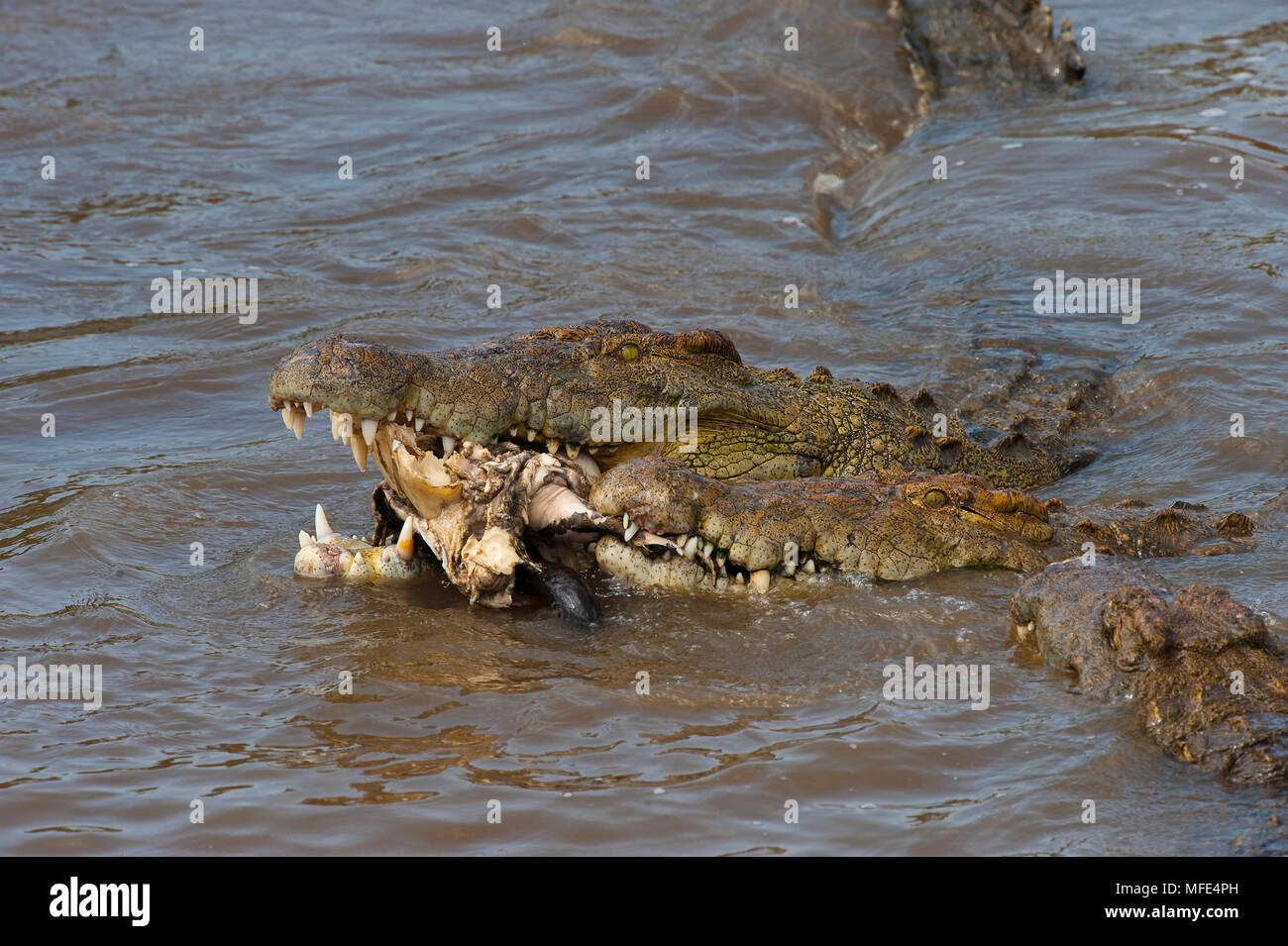 Cráneo de cocodrilo del nilo fotografías e imágenes de alta resolución