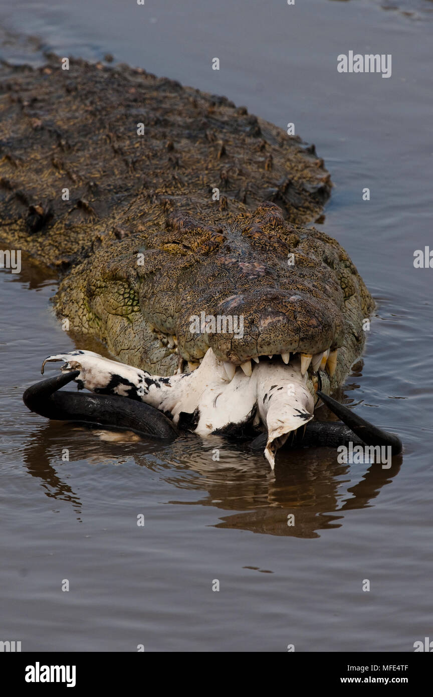 Cráneo de cocodrilo del nilo fotografías e imágenes de alta resolución