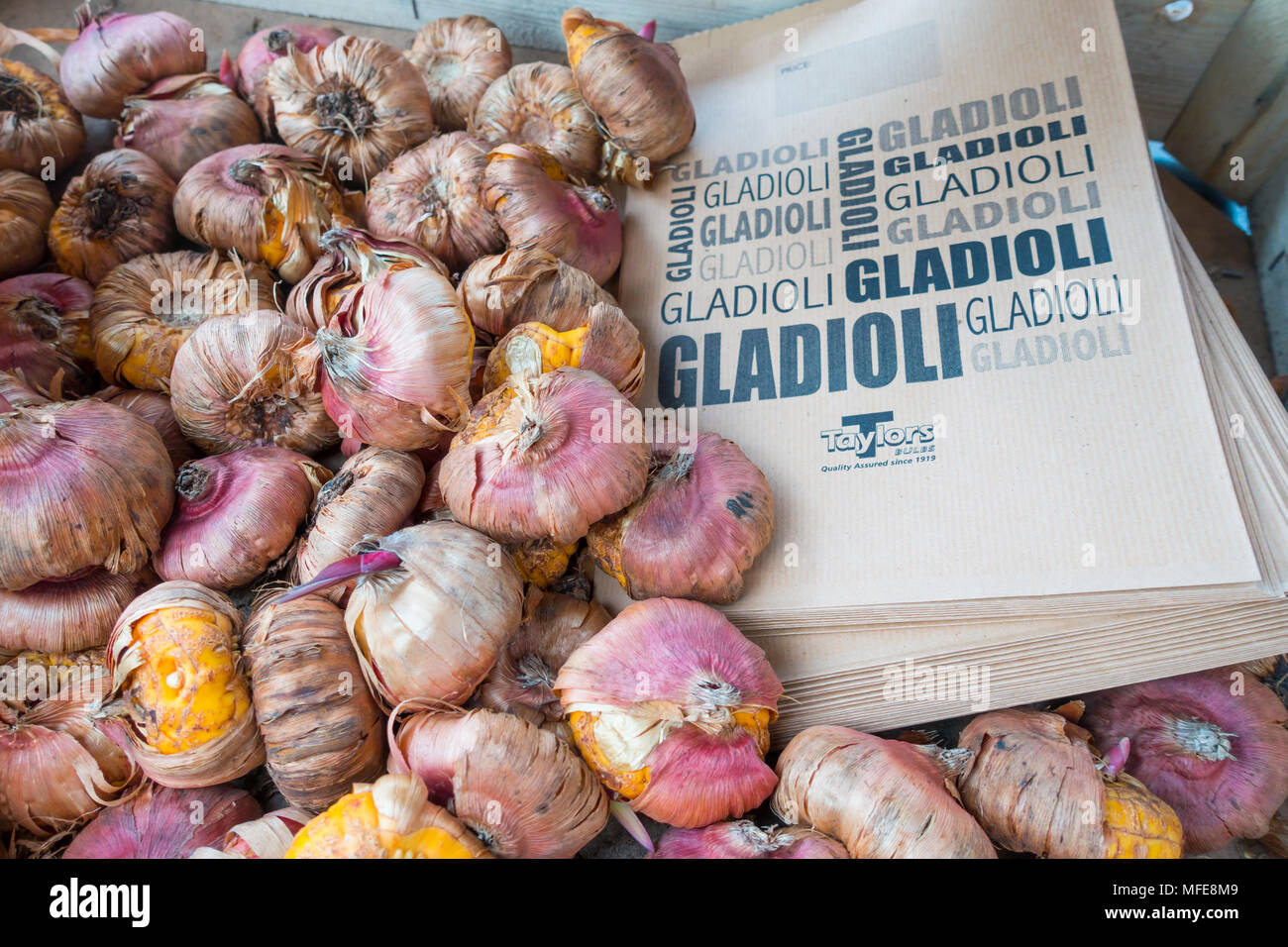 cueva Involucrado Monica Gladiolos bulbos con bolsas de papel impresas para la venta en un centro de  jardinería en la primavera Fotografía de stock - Alamy