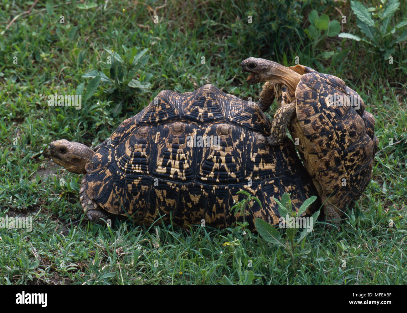 Tortugas leopardo par acoplamiento Geochelone pardalis Parque Nacional del Serengeti, Tanzania, África Foto de stock
