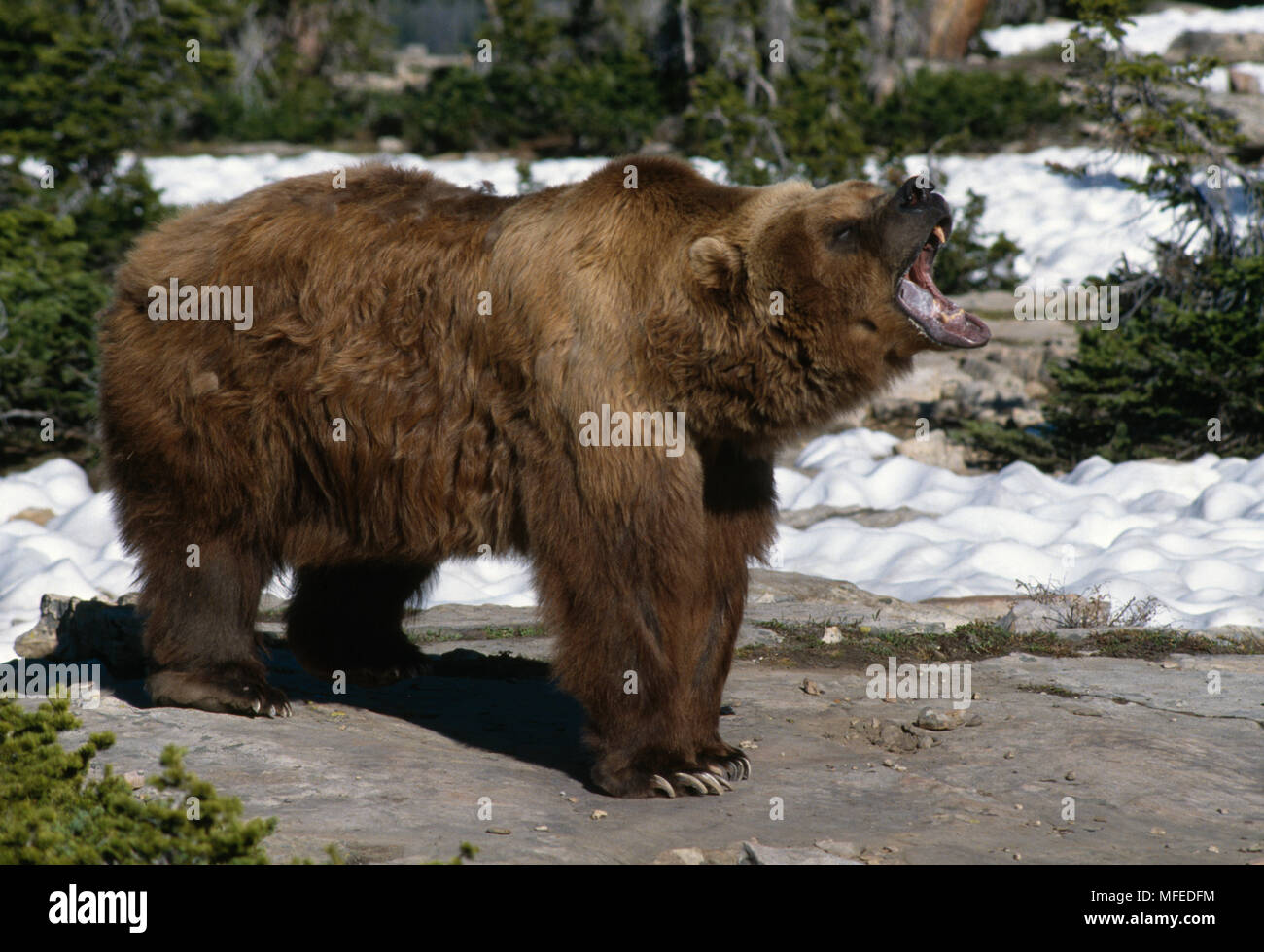 oso grizzly de pie y rugiendo