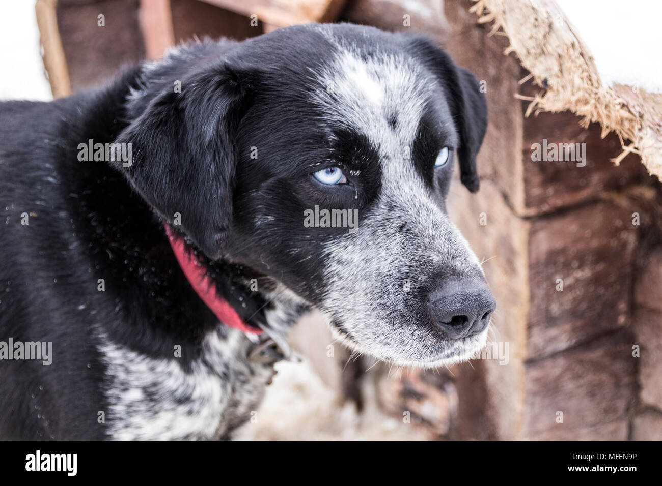 Un hermoso perro con brillantes ojos azules Fotografía de stock - Alamy