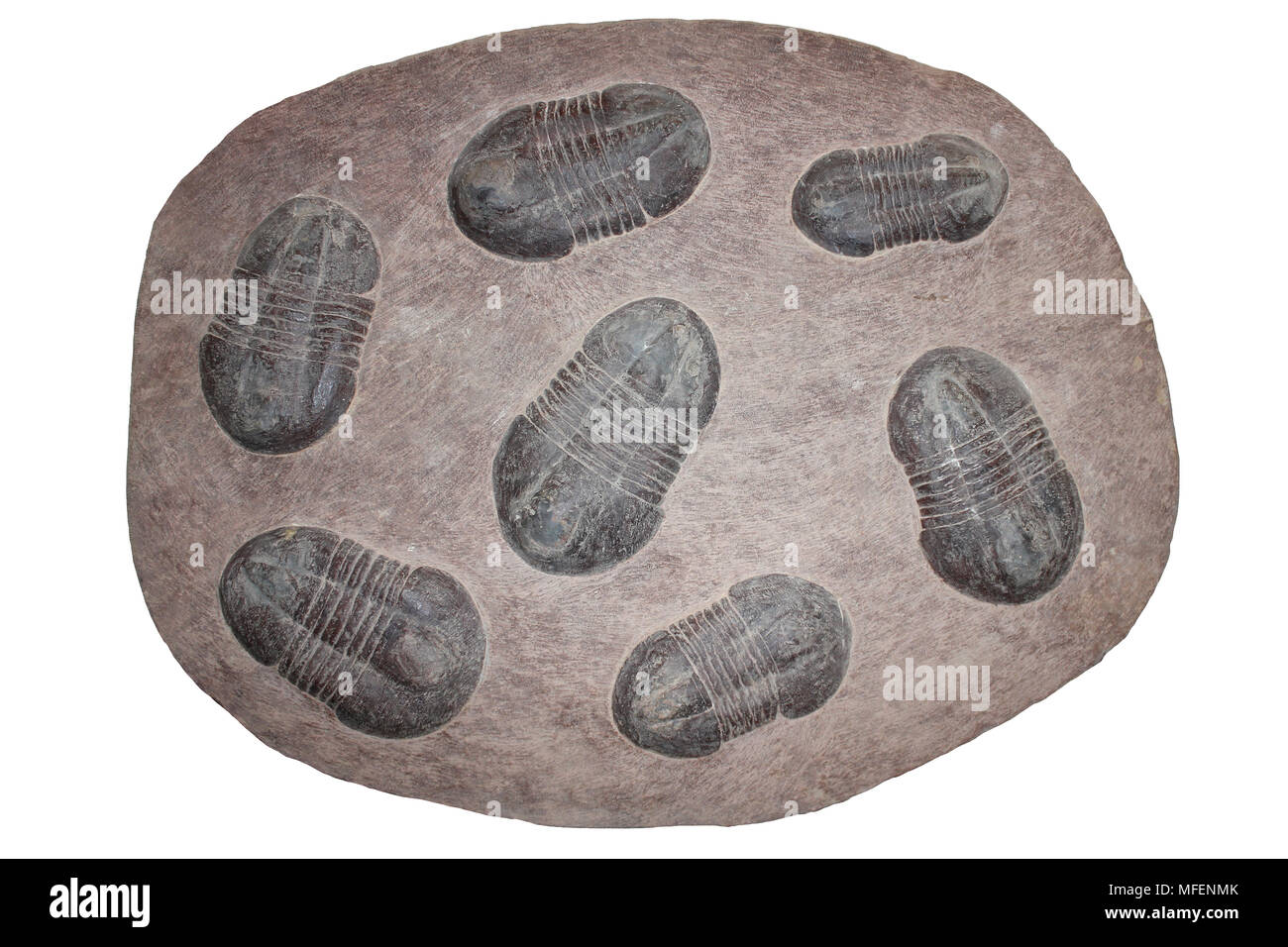 Ensamble de muerte trilobites Asaphus sp. Ordovícico Marruecos Foto de stock