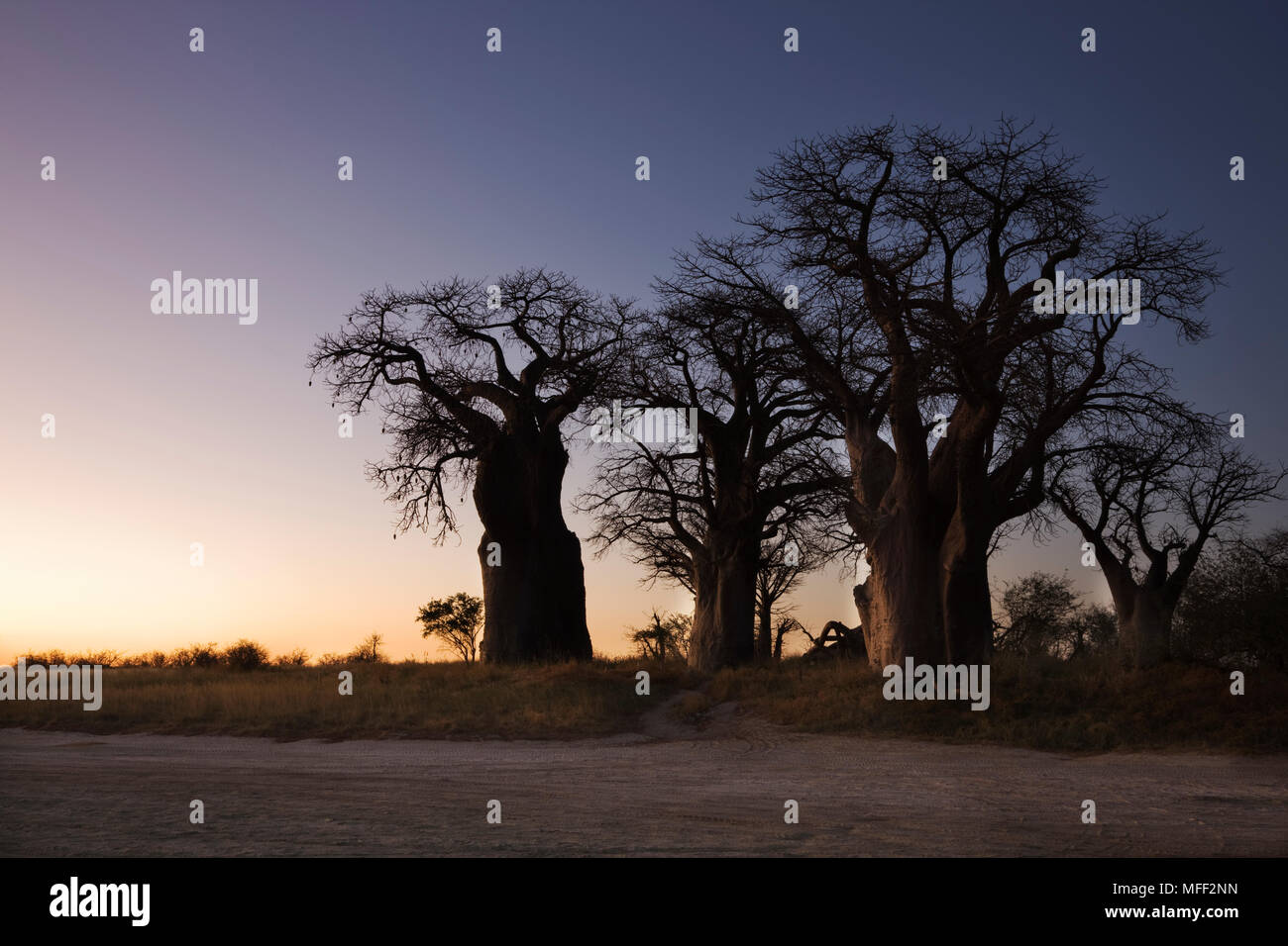 Baines' Baobabs (Adansonia digitata) al amanecer. Ubicado en el lado sur del Parque Nacional de Nxai Pan en Botswana, también conocida como las hermanas de dormir. T Foto de stock