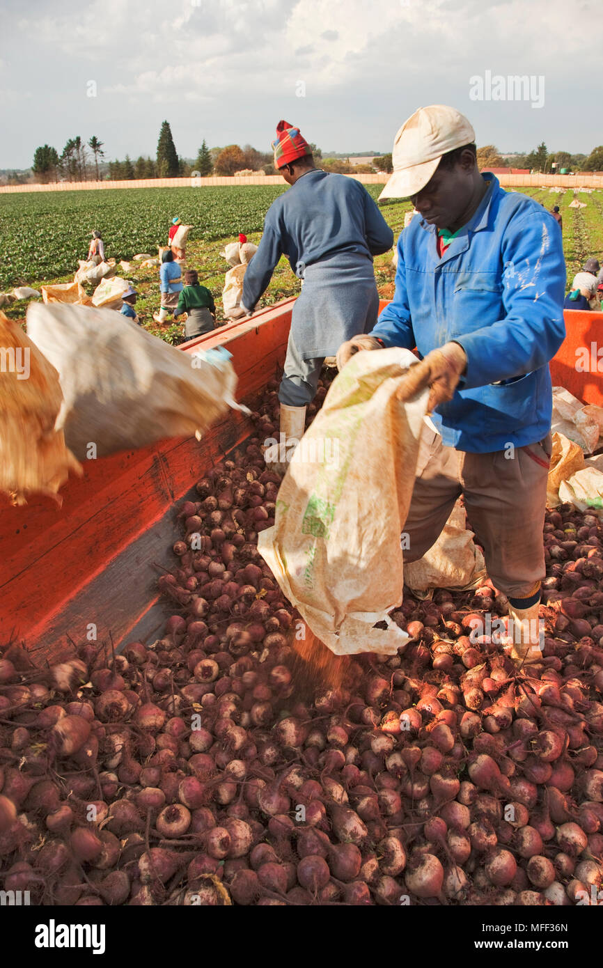 La agricultura comercial: los trabajadores recogiendo la remolacha (Beta vulgaris), Kenia, África. Foto de stock