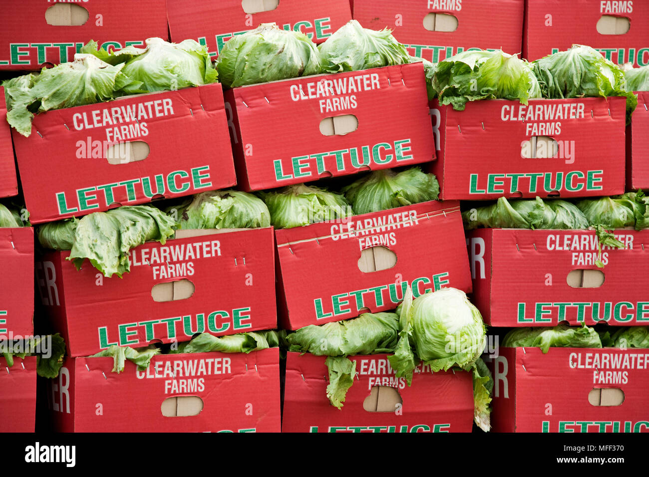 Cajas apiladas de recién elegido iceberg lechuga (Lactuca sativa). Kenya Foto de stock
