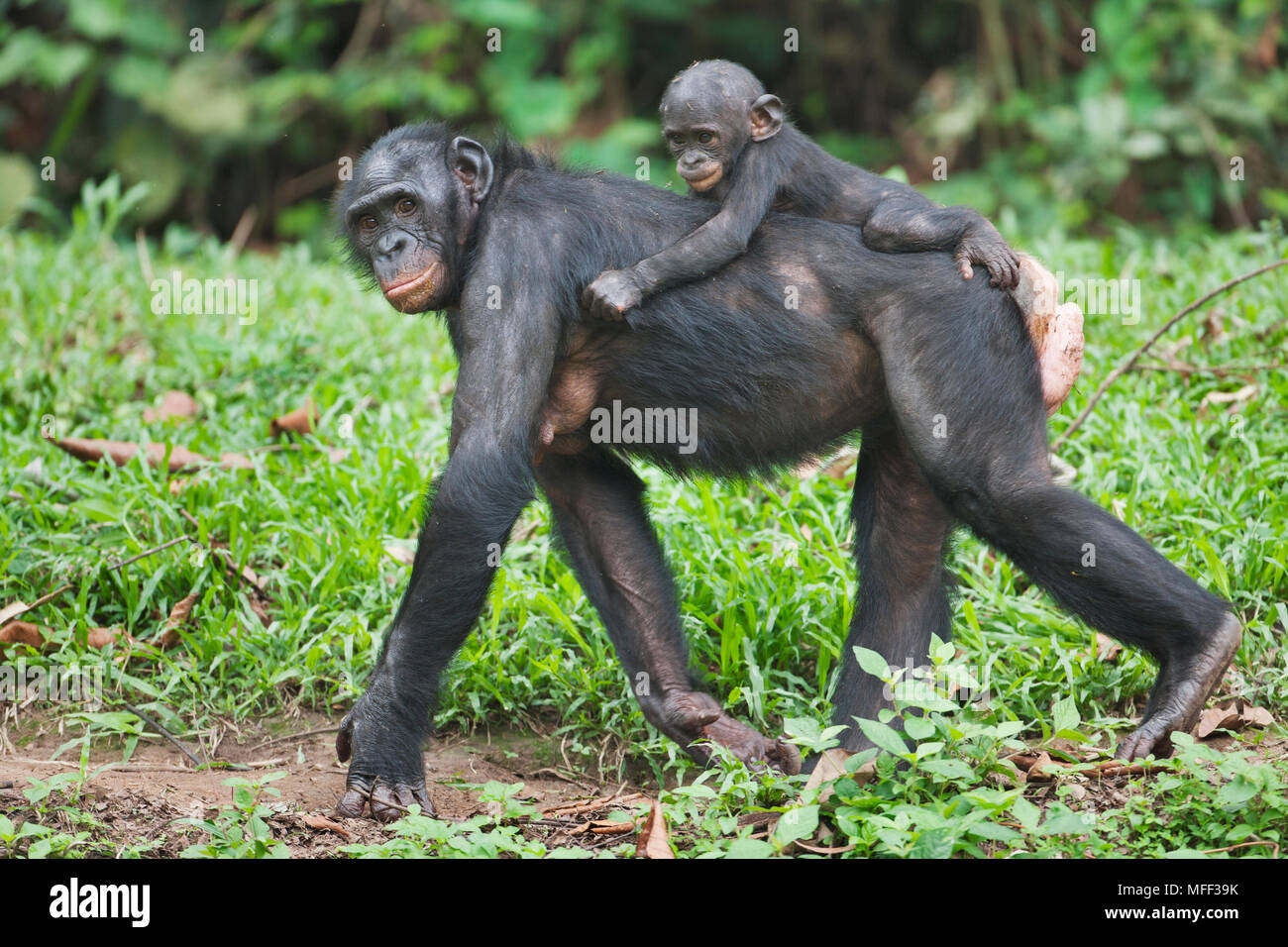 El bonobo o chimpancé pigmeo (Pan paniscus) madre con jóvenes en la espalda, santuario de Lola Ya Bonobo chimpancé, República Democrática del Congo. Cautiva Foto de stock