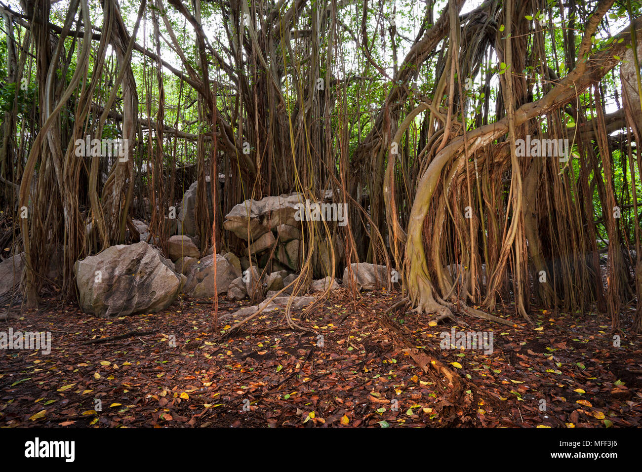 El Banyan Tree en la Isla Cousin. Seychelles Foto de stock