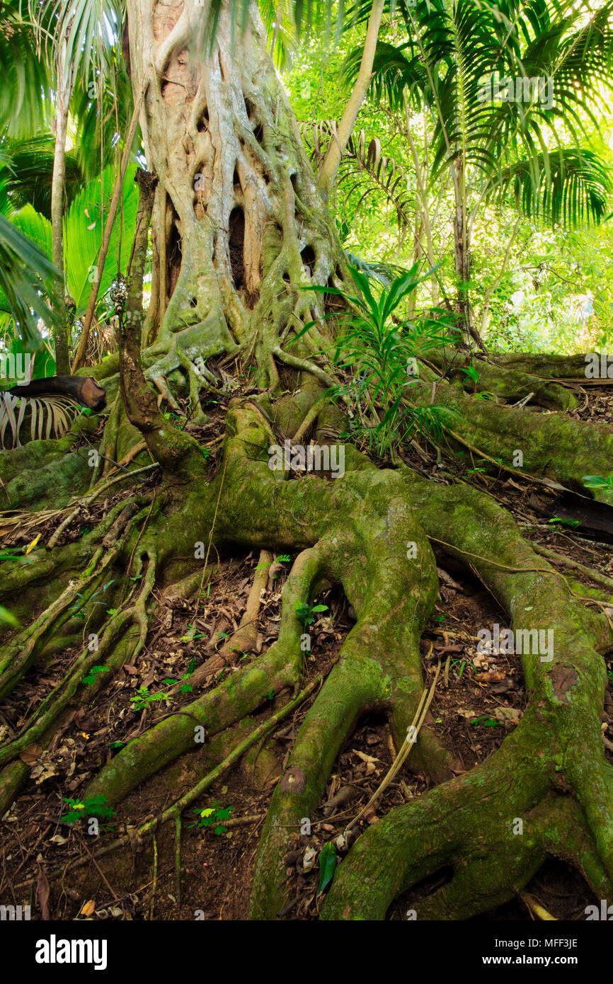 Valle'e de Mai palm Bosque, Parque Nacional de Praslin, Seychelles Foto de stock