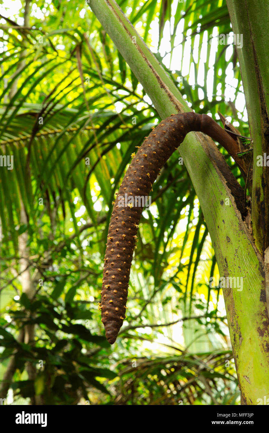 Coco de Mer palm (Lodoicea maldivica) macho, endémica de las islas de Praslin y Curieuse en las Seychelles. Foto de stock