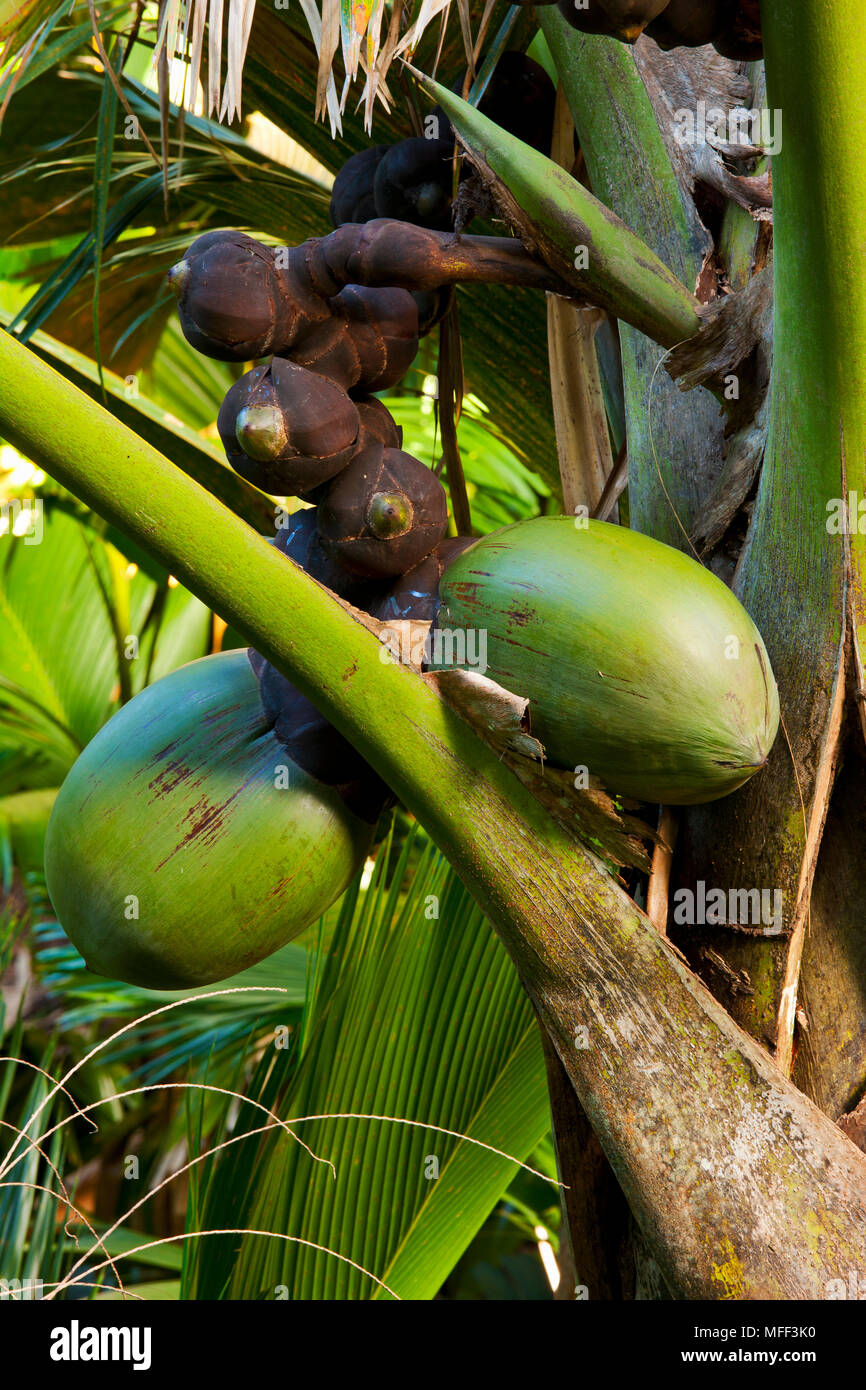 Coco de Mer palm (Lodoicea maldivica) femeninos, endémica de las islas de Praslin y Curieuse en las Seychelles. Foto de stock