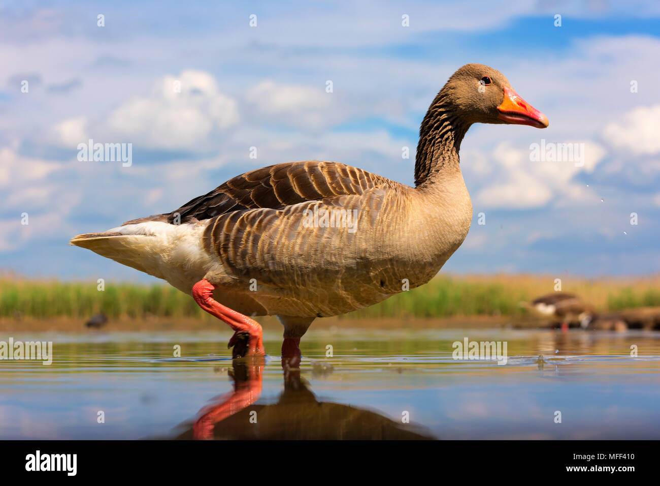 Graylag goose (Anser anser) hambrientos Foto de stock