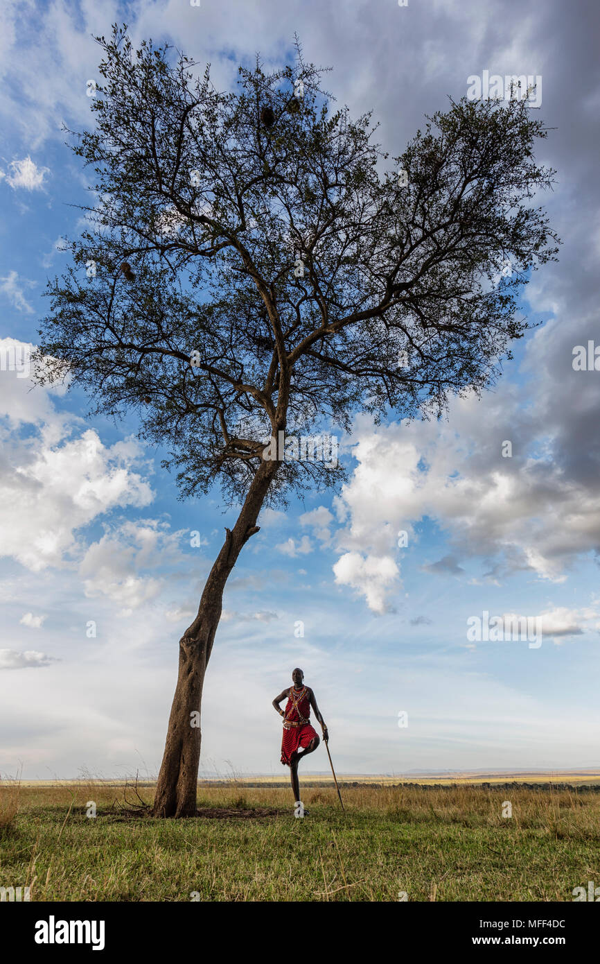 Guerrero masai pararse bajo el árbol de acacia con nubes de tormenta encima. Reserva Nacional de Masai Mara, Kenya Foto de stock